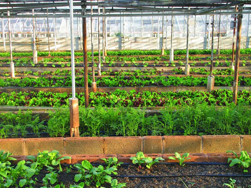 農(nóng)田小氣候觀測站為什么能增加農(nóng)業(yè)收入？